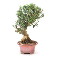 Wild-Olive 'Olea europaea sylvestris '