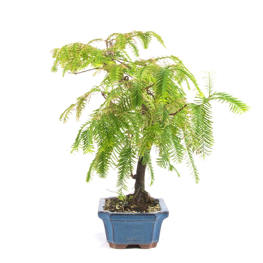 Urwelt Mammutbaum 'Metasequoia glyptostroboides'