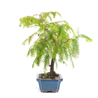 Urwelt Mammutbaum 'Metasequoia glyptostroboides'