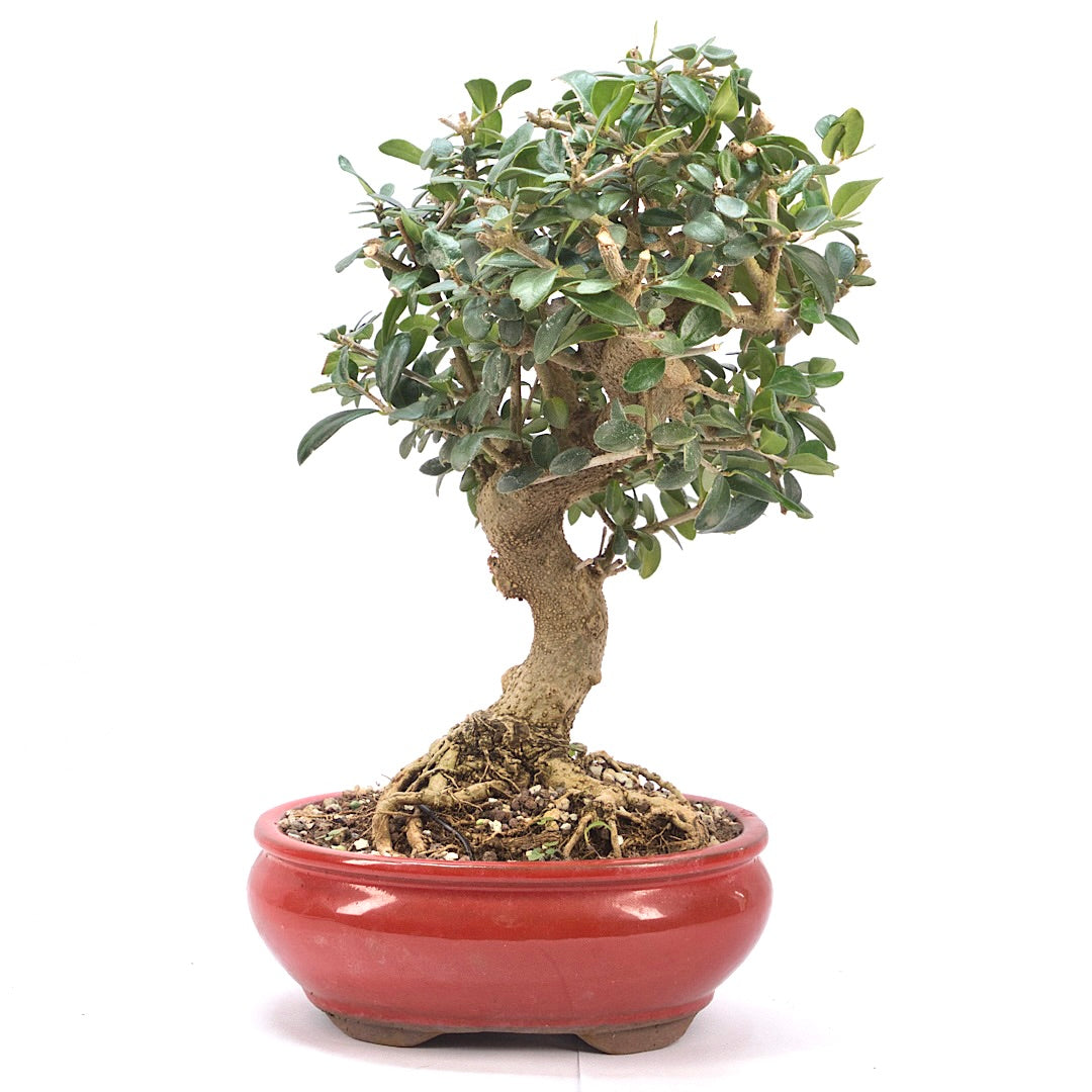 Wild-Olive 'Olea europaea sylvestris '