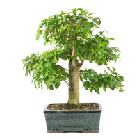 Ovalblättriger Liguster ‚Ligustrum ovalifolium‘