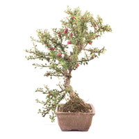 Fächer- Zwergmispel 'Cotoneaster horizontalis'