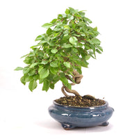 Koreanische Hainbuche ‚Carpinus turczaninowi‘