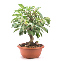 Zierapfel 'Malus spec.'