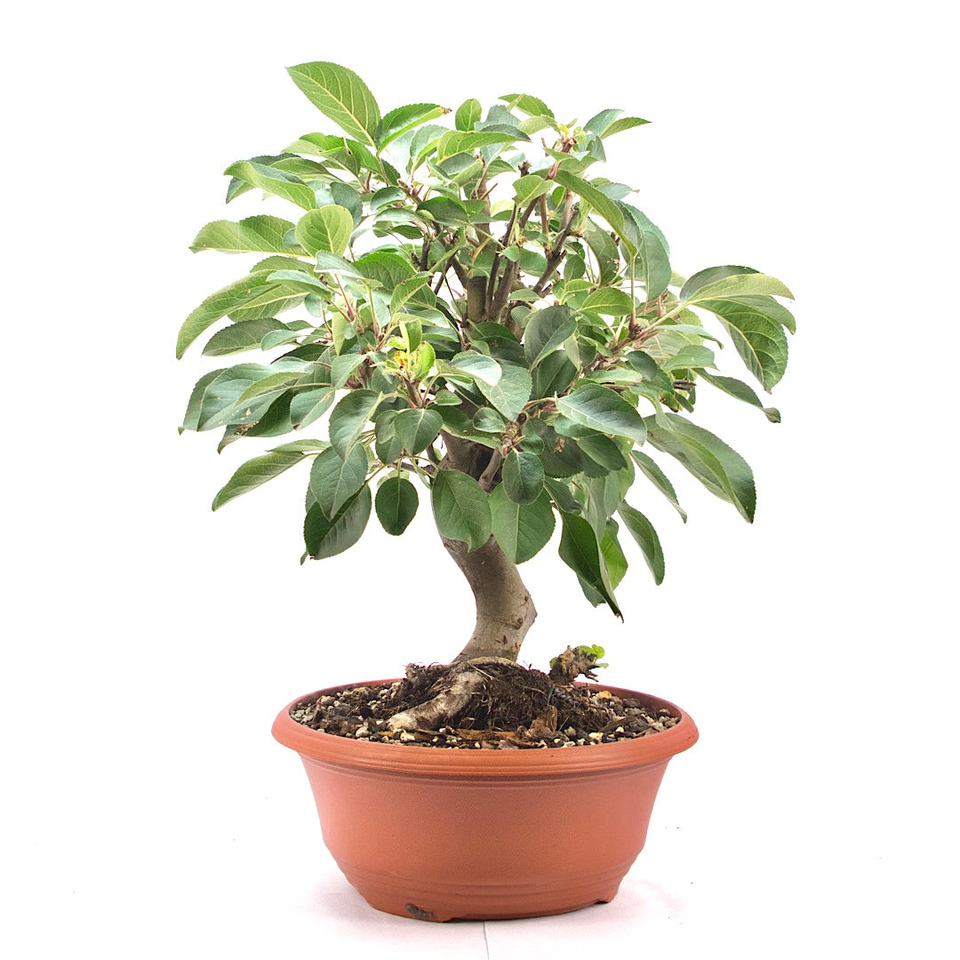 Zierapfel 'Malus spec.'