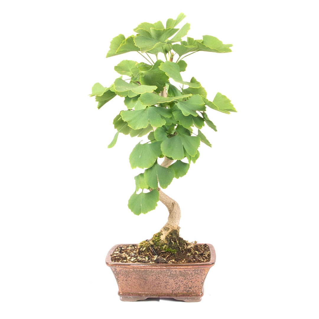 Ginkgo biloba 'Fächerblattbaum'