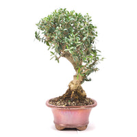 Wild-Olive 'Olea europaea sylvestris '