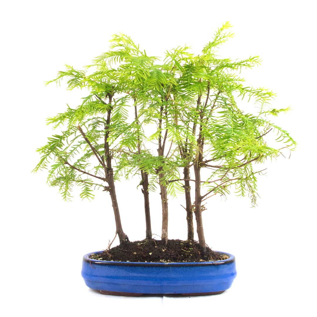 Urwelt Mammutbaum Wald 'Metasequoia glyptostroboides'