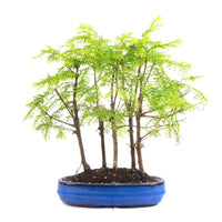 Urwelt Mammutbaum Wald 'Metasequoia glyptostroboides'