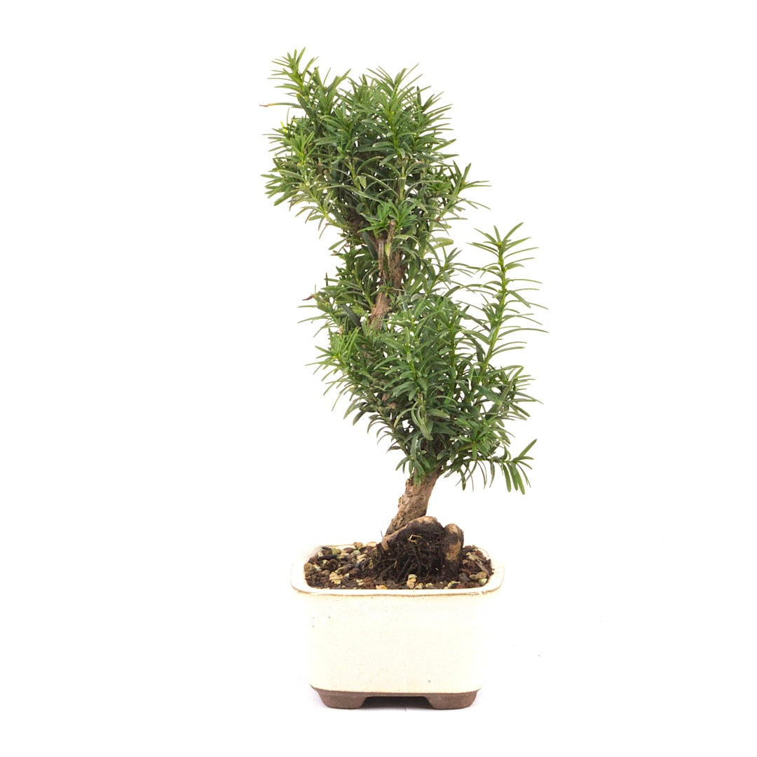 Eibe Hybrid 'Taxus media'