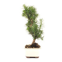 Eibe Hybrid 'Taxus media'