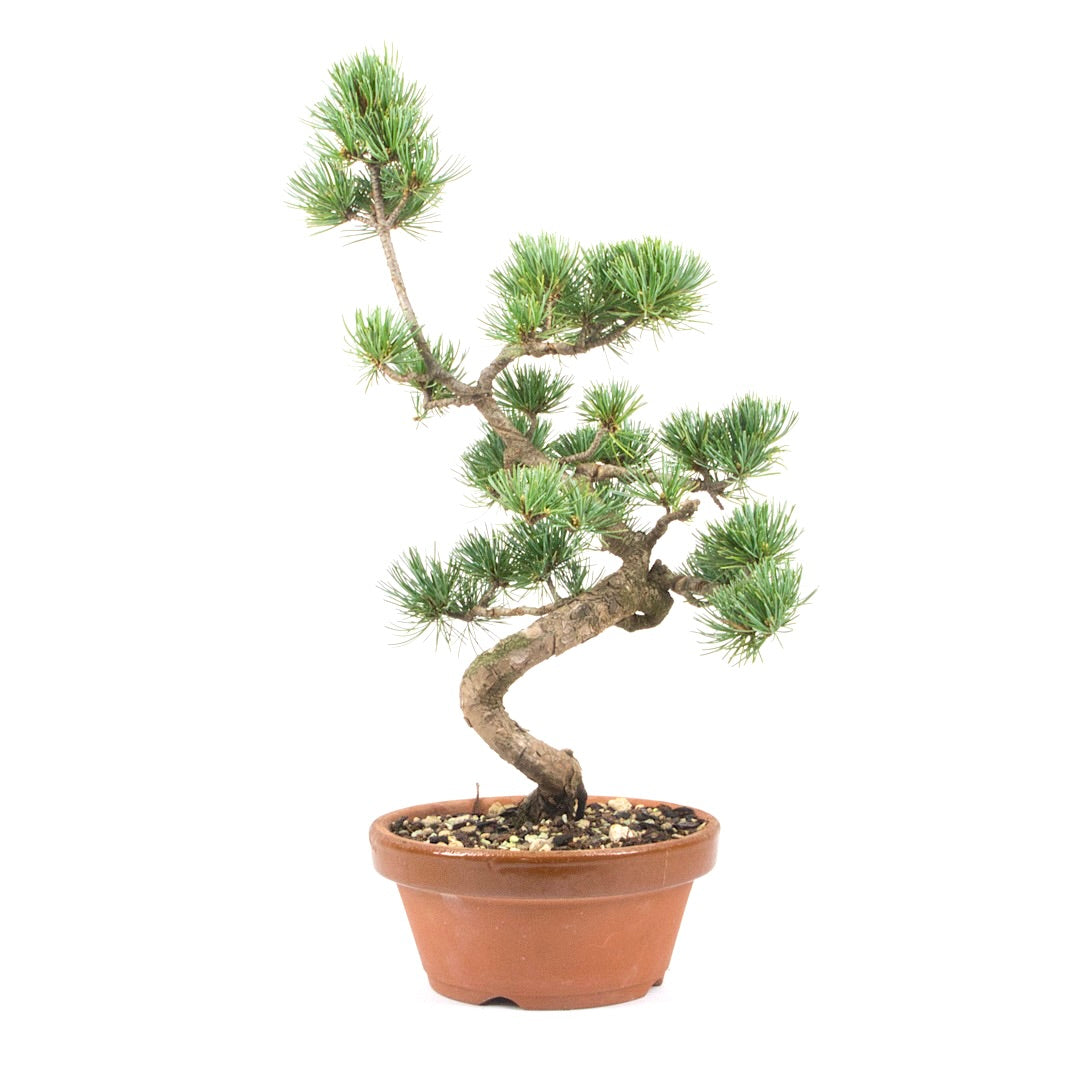 Mädchenkiefer 'Pinus parviflora'