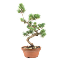 Mädchenkiefer 'Pinus parviflora'