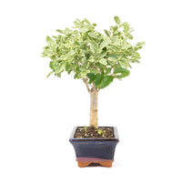 Ovalblättriger Liguster Buntblättrig ‚Ligustrum ovalifolium variegatum‘