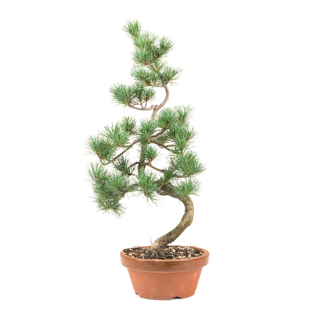 Mädchenkiefer 'Pinus parviflora'