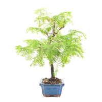 Urwelt Mammutbaum 'Metasequoia glyptostroboides'