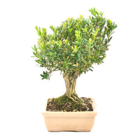 Chinesischer Buchsbaum 'Buxus harlandii'