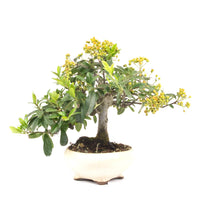 Feuerdorn 'Pyracantha coccinea'