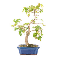 Dreispitz-Ahorn 'Acer buergerianum'