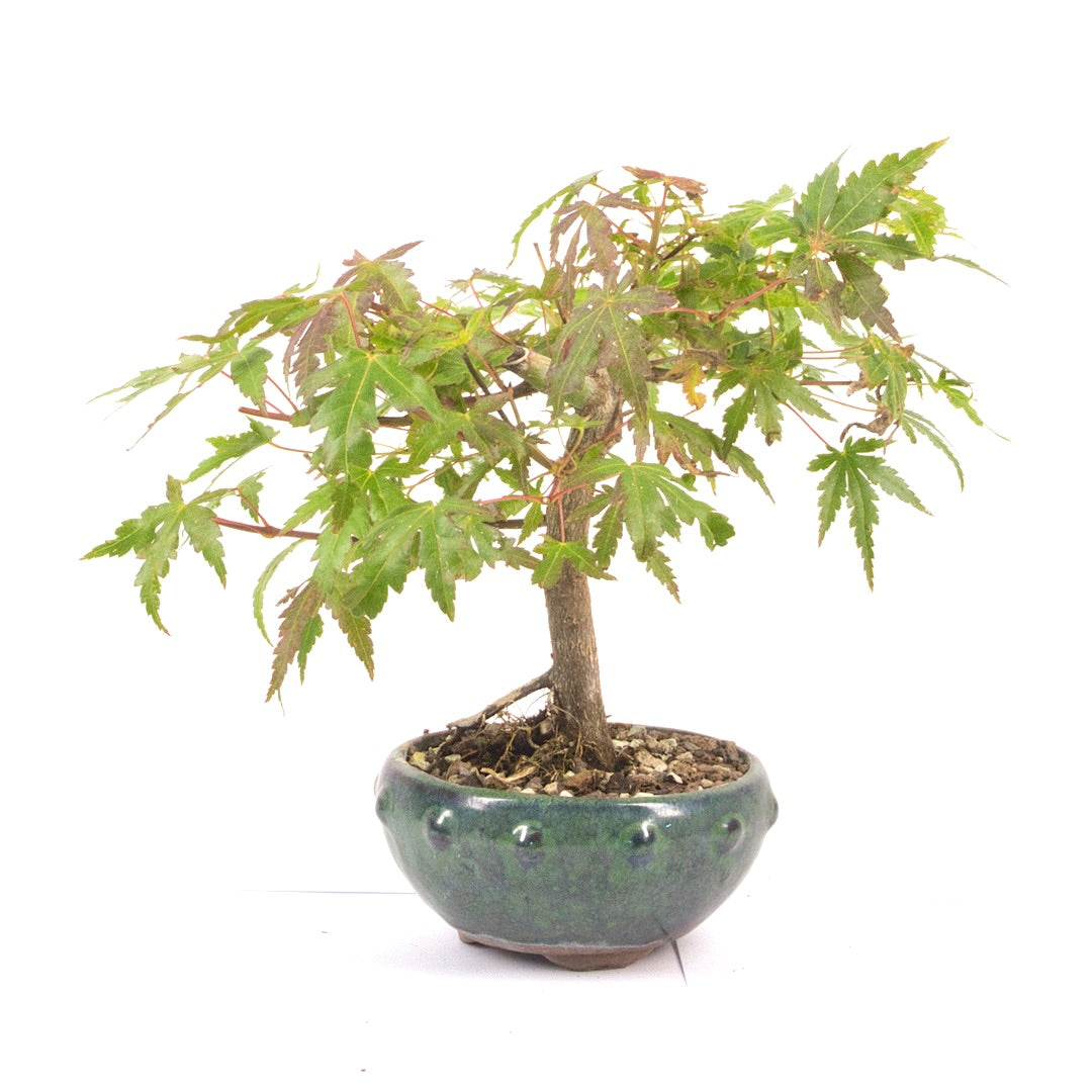Fächer-Ahorn 'Acer palmatum'