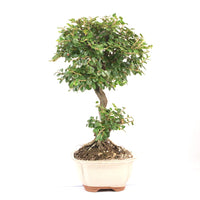 Fächer- Zwergmispel 'Cotoneaster horizontalis'