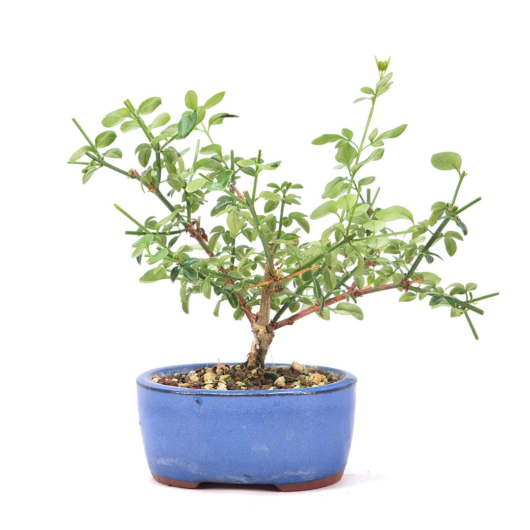 Winterjasmin 'Jasminum nudiforum'