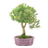 Chinesischer Buchsbaum 'Buxus harlandii'