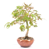 Fächer-Ahorn 'Acer palmatum'