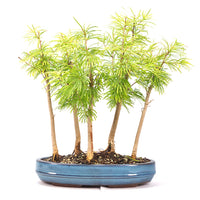 Goldlärche Wald 'Pseudolarix amabilis'