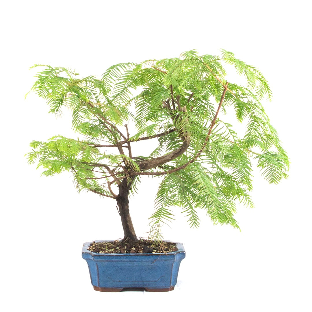 Urwelt Mammutbaum 'Metasequoia glyptostroboides'