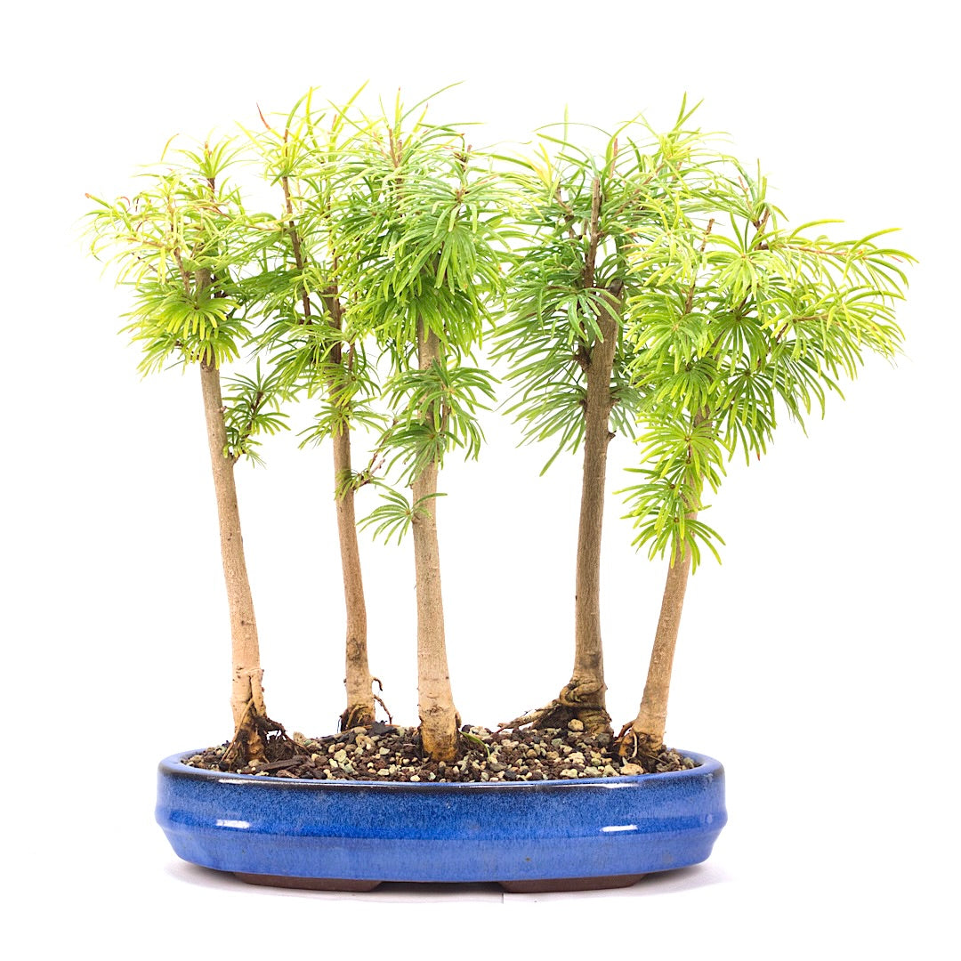 Goldlärche Wald 'Pseudolarix amabilis'