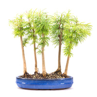 Goldlärche Wald 'Pseudolarix amabilis'