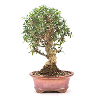 Wild-Olive 'Olea europaea sylvestris '