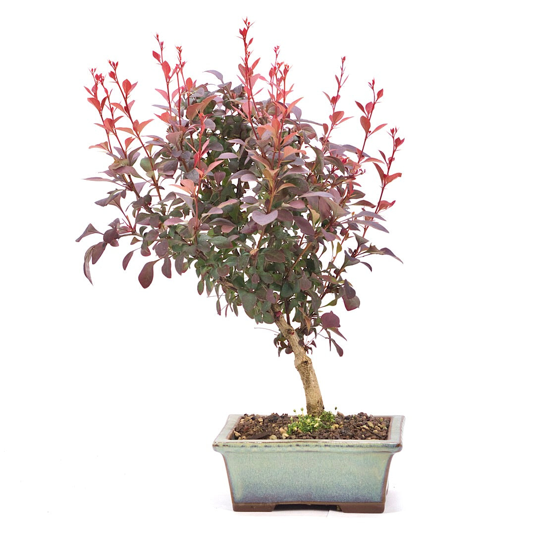 Blutberberitze 'Berberis thunbergii 'Atropurpurea'