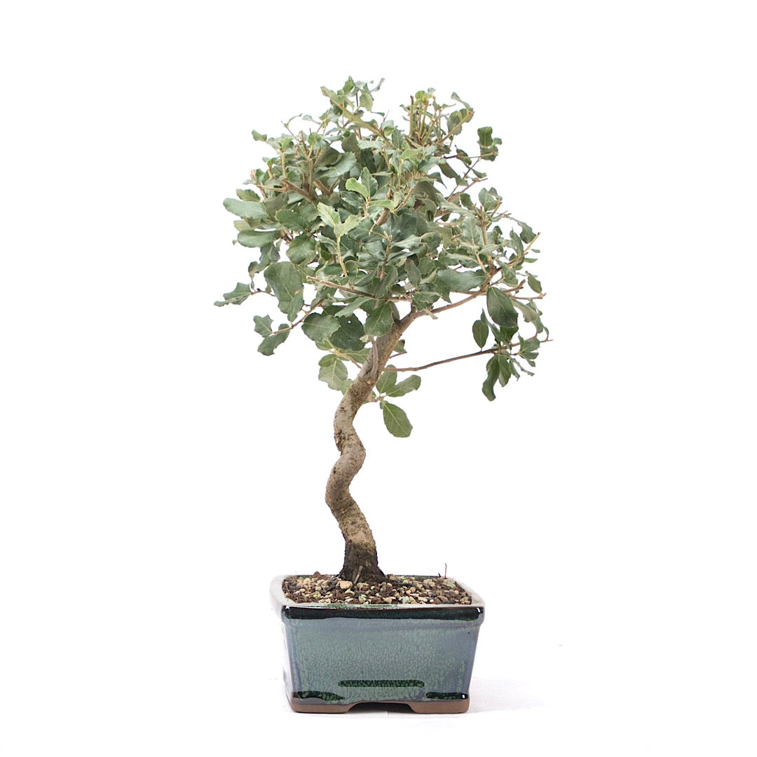 Kork-Eiche 'Quercus suber'