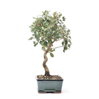 Kork-Eiche 'Quercus suber'
