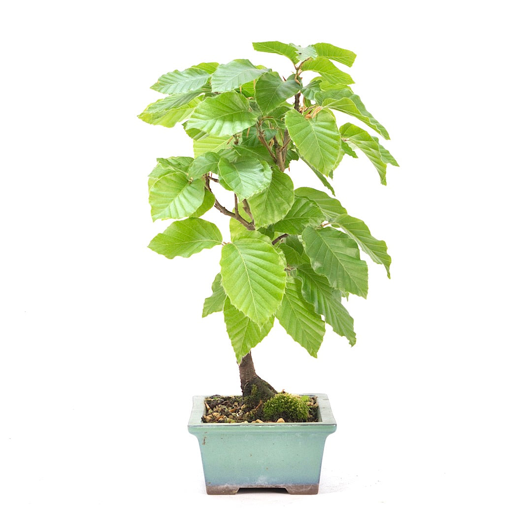 Rotbuche 'Fagus sylvatica'