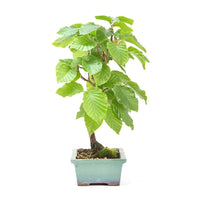 Rotbuche 'Fagus sylvatica'