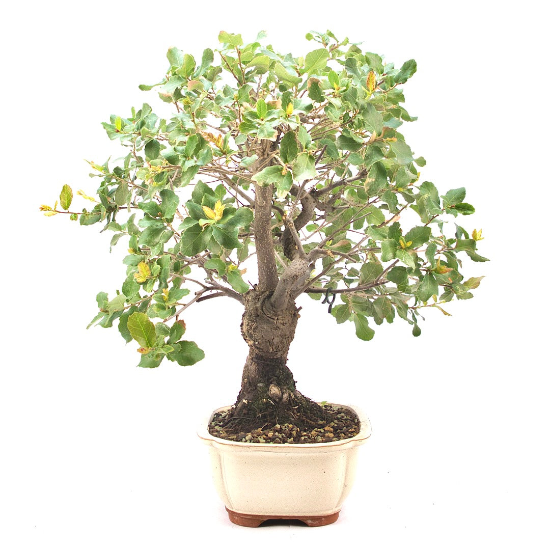 Kork-Eiche 'Quercus suber'