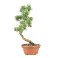 Mädchenkiefer 'Pinus parviflora'