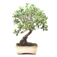 Kork-Eiche 'Quercus suber'