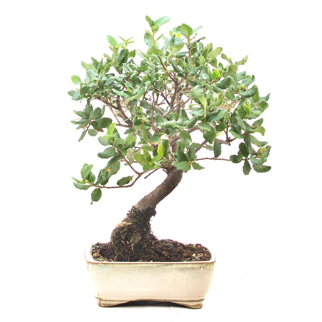 Kork-Eiche 'Quercus suber'