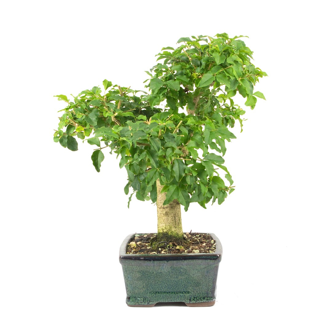 Ovalblättriger Liguster ‚Ligustrum ovalifolium‘