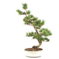 Mädchenkiefer 'Pinus parviflora'