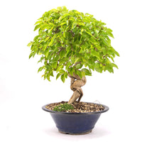 Koreanische Hainbuche ‚Carpinus turczaninowi‘