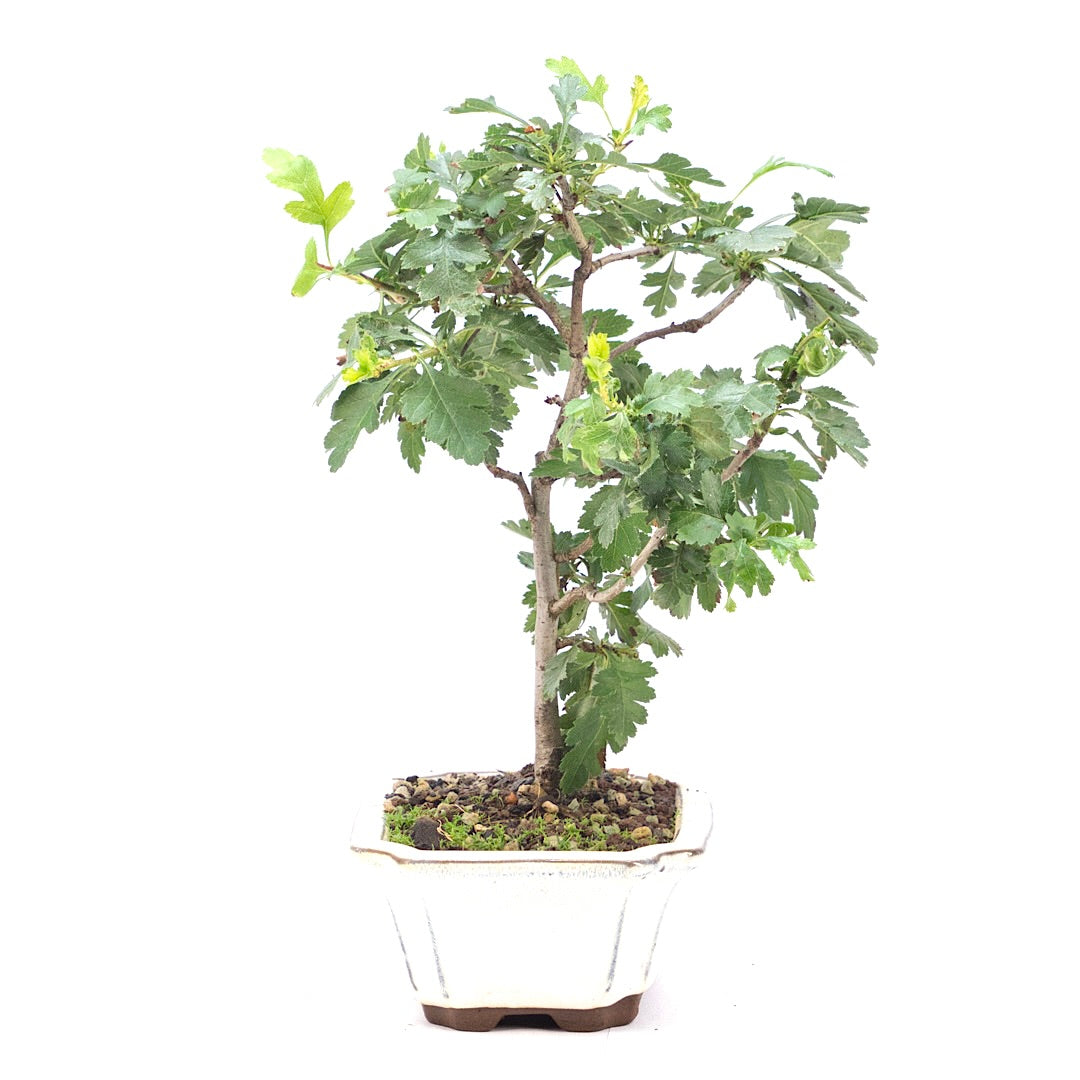 Eingriffelige Weißdorn 'Crataegus monogyna'