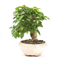 Koreanische Hainbuche ‚Carpinus turczaninowi‘