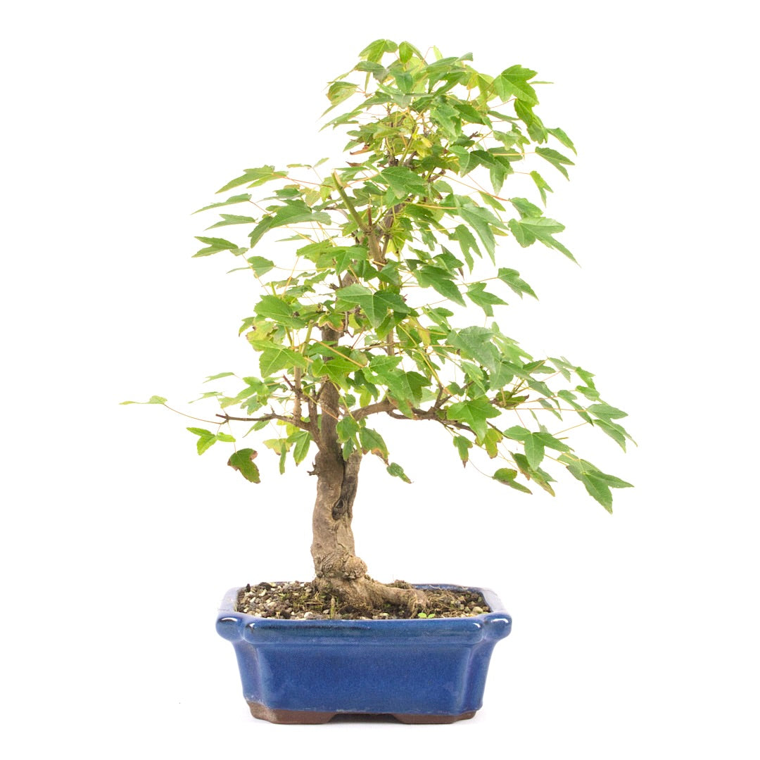 Dreispitz-Ahorn 'Acer buergerianum'