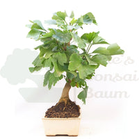 Ginkgo biloba 'Fächerblattbaum'