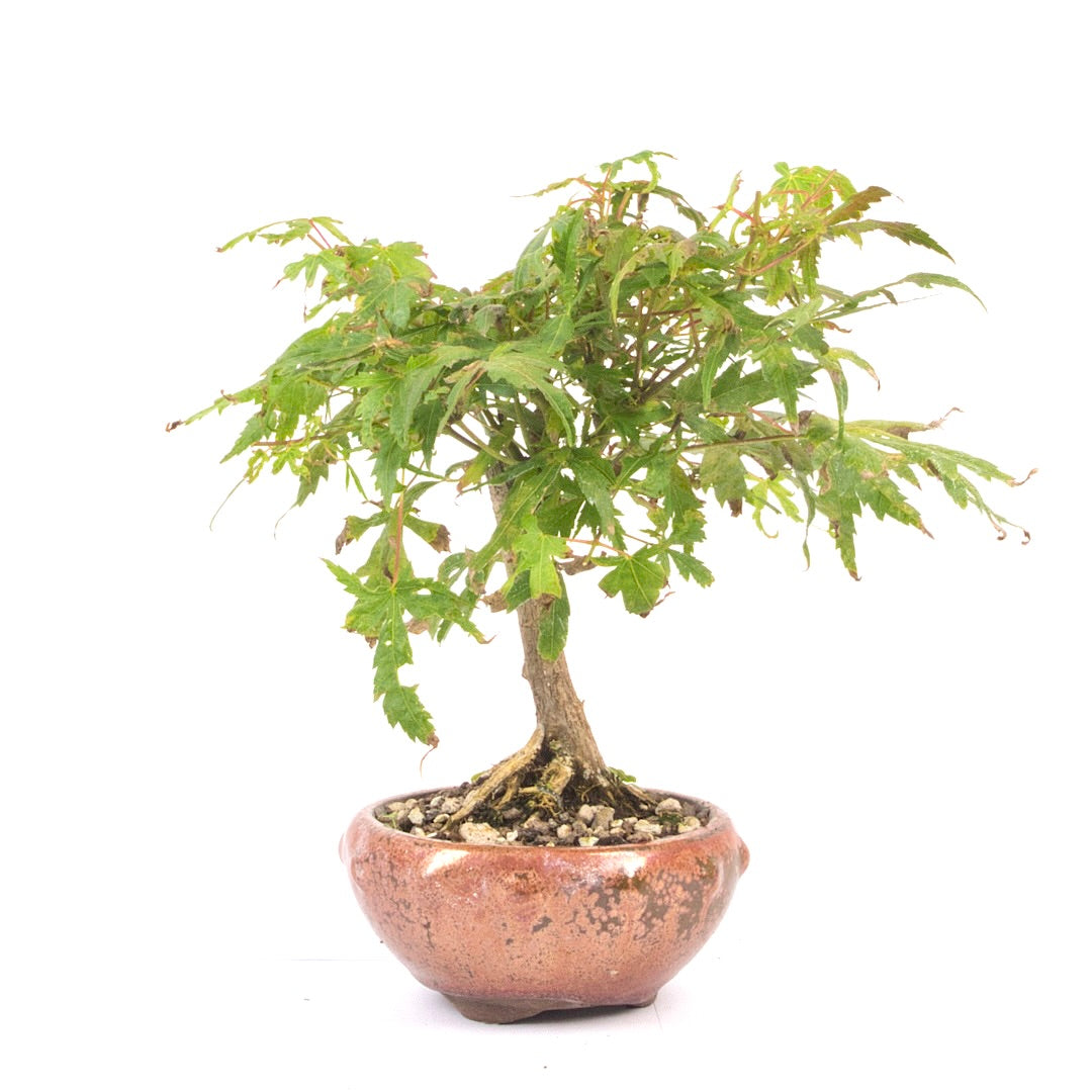 Fächer-Ahorn 'Acer palmatum'